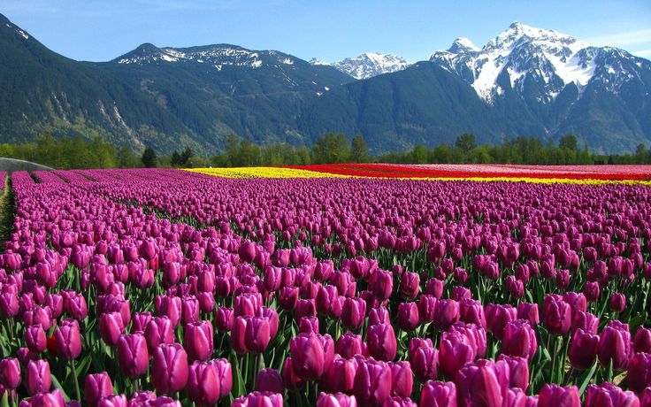 A stunning view of vibrant tulip fields with snow-capped mountains in the background, Srinagar Tulip Garden, Kashmir.