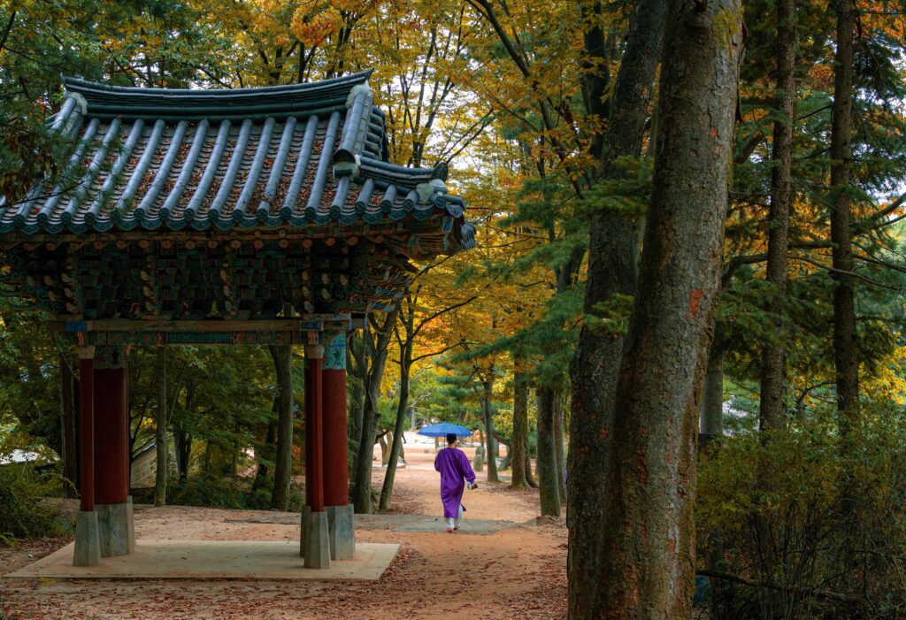 Nami Island South Korea scenic trees