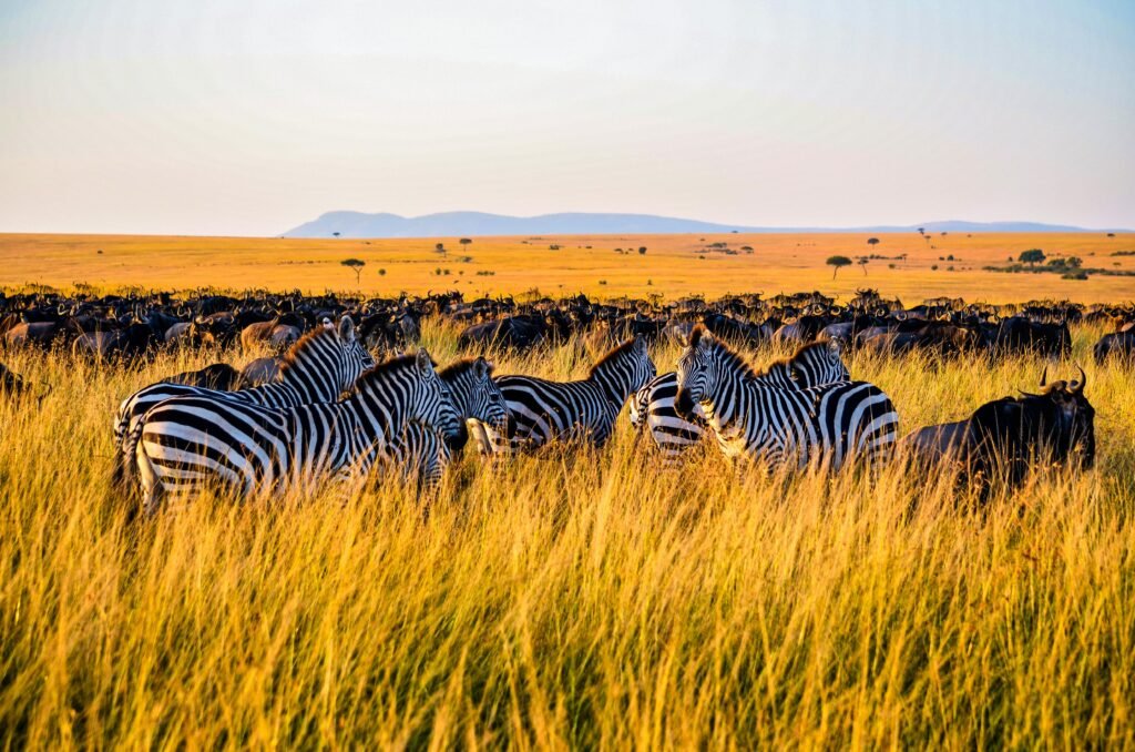 GGV Kenya – goglobalvacations.in – goglobalvacations.in maasai mara safari jeep wildlife kenya