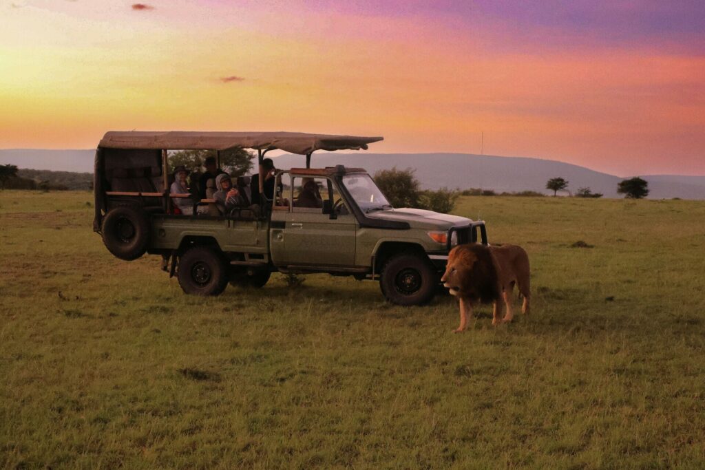 kenya african safari lion kenya